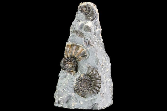 Ammonite (Promicroceras) Cluster - Somerset, England #86232